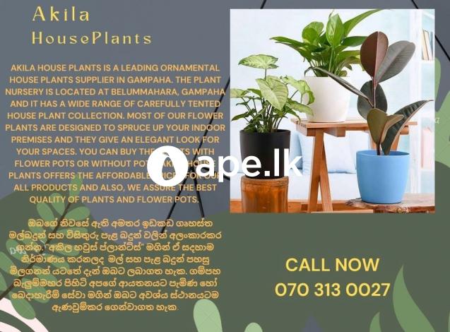Akila House Plants- Indoor plants supplier Gampaha
